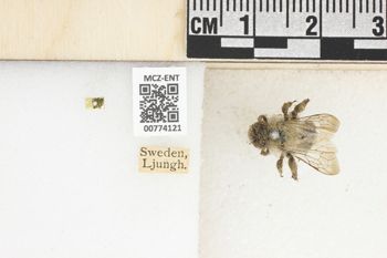 Media type: image;   Entomology 774121 Aspect: Labels